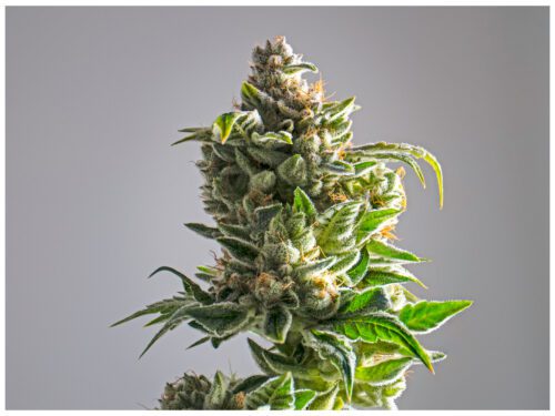 Lifter CBD Hemp Flower is a funky sativa-dominant cross between Early Resin Berry and Suver Haze.