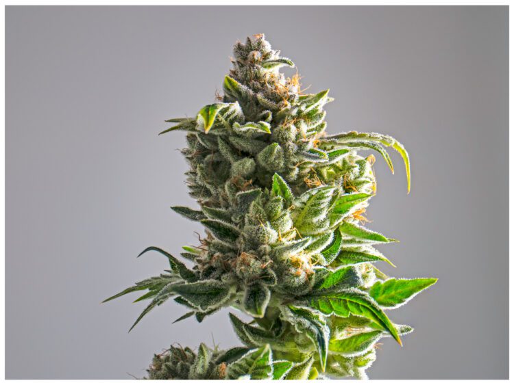 Lifter CBD Hemp Flower is a funky sativa-dominant cross between Early Resin Berry and Suver Haze.
