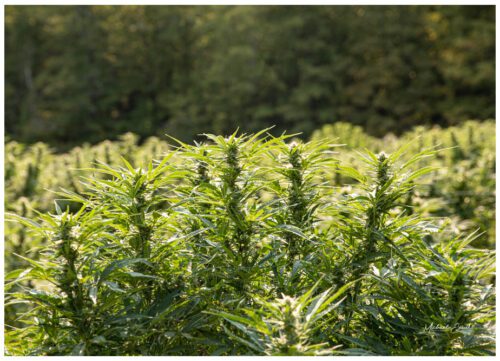 We organically grow Lifter hemp in Chesterfield, MA which gets extracted and made into our Lifter CBD Capsules.